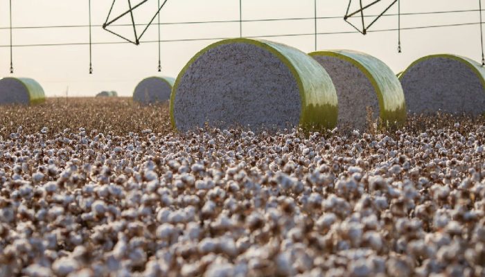 Reconfiguração territorial explica por que Sorriso perdeu liderança na produção agrícola nacional