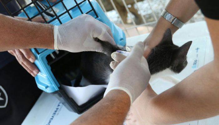 Rio de Janeiro confirma caso de raiva em cão e acende alerta para vacinação
