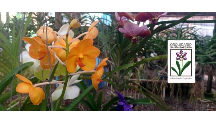 Santa Bárbara d'Oeste celebra a 16ª edição do Festival de Orquídeas com vasta programação