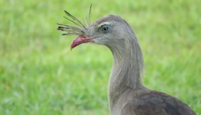 Seriema e araponga: aves brasileiras com cantos mais altos que motosserra em parque de SP