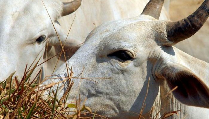 Tarifa de 67% sobre carne bovina brasileira na China acende alerta no setor