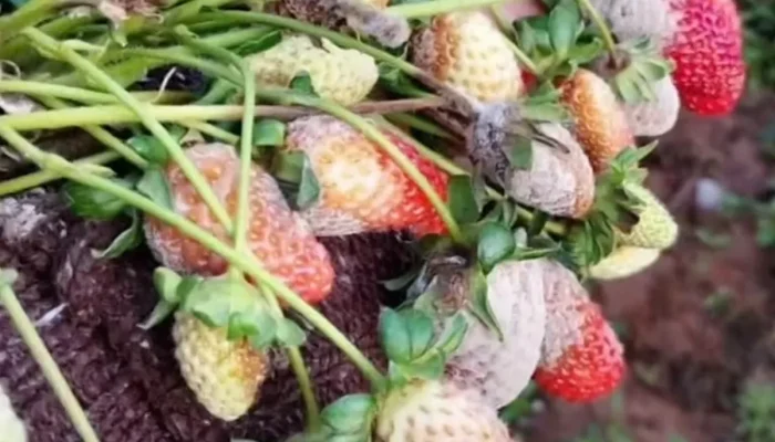 Temporais em Atibaia: produtores de morango registram perdas de até 80% na colheita